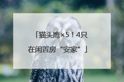 猫头鹰×5！4只在闲置房“安家”